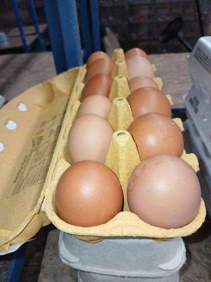 3 Doz Lg Brown Eating Eggs