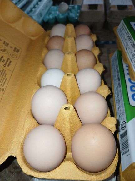 2 Doz Large Brown Eating Eggs