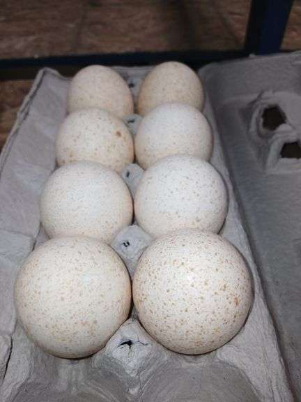 8 Turkey Eating Eggs