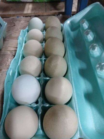 Doz Green Eating Egsg