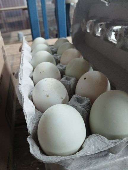 2 Doz Xlg Duck Eating Eggs
