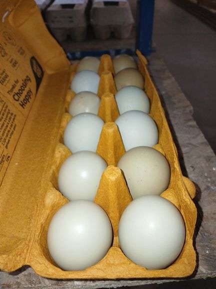 1 Doz Araucana Eating Eggs