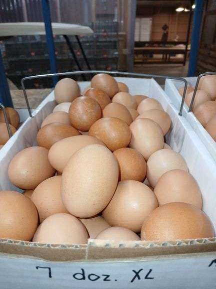 7 Doz Xlarge Brown Eating Eggs