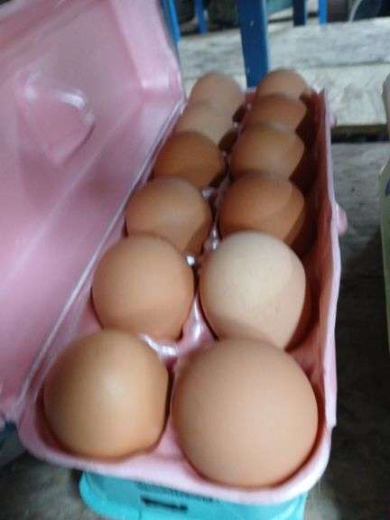 2 Doz Brown Eating Eggs