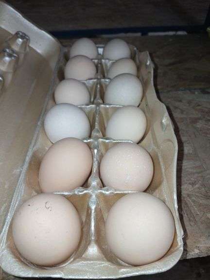 1 Doz Pullet Eating Eggs