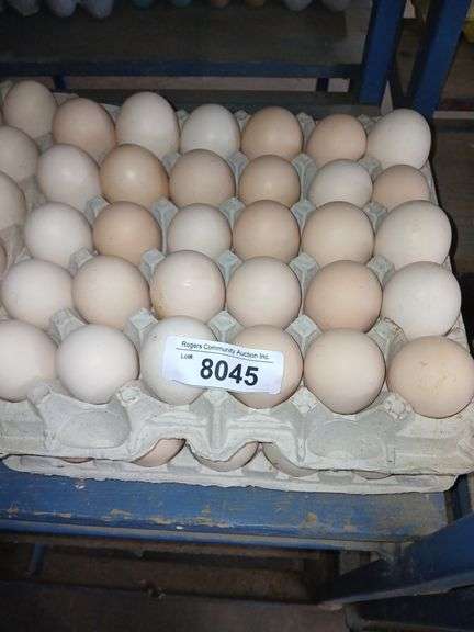 5 Doz Xlg Brown Eating Eggs