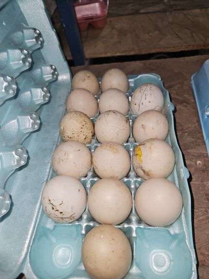 15 Unwashed Duck Eating Eggs