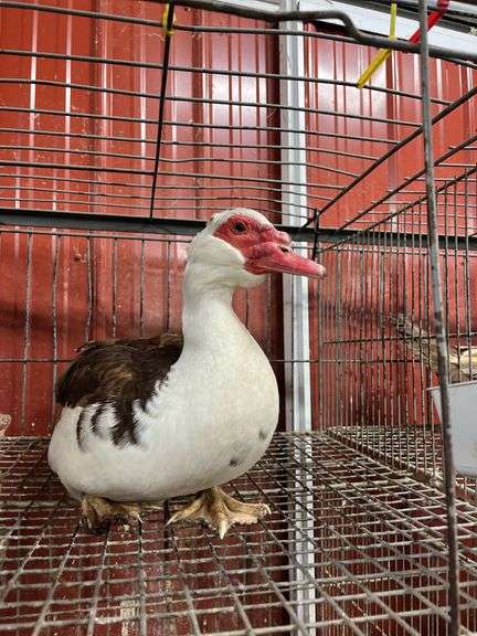 Muscoby Drake Muscovy Drake - Rogers Community Auction Inc.