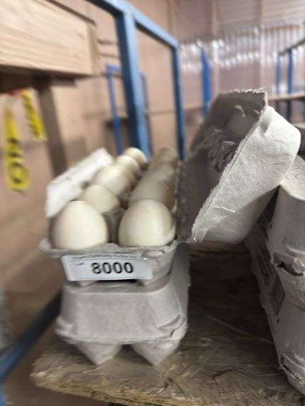 2 Doz Xlarge Duck Eating Eggs