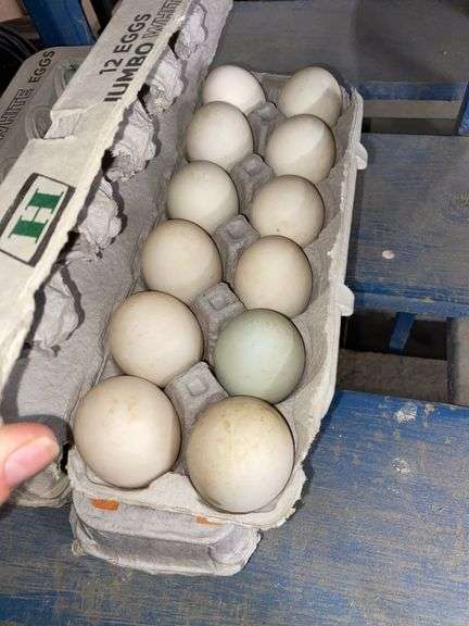 4 Doz Jumbo Duck Eating Eggs