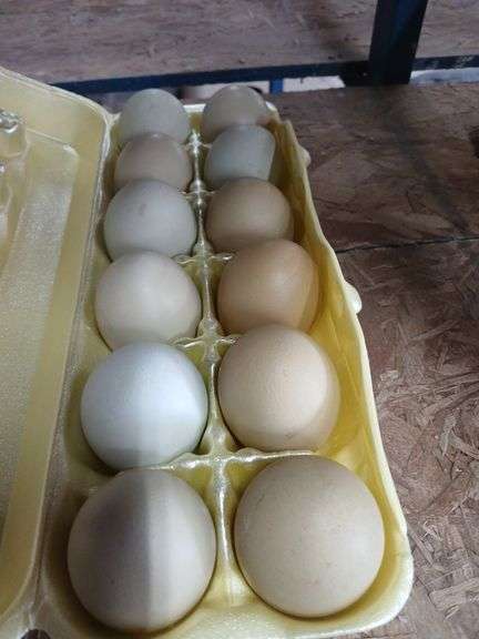 1 Doz Araucana Eating Eggs