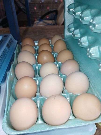 3 Doz Large Brown Eating Eggs