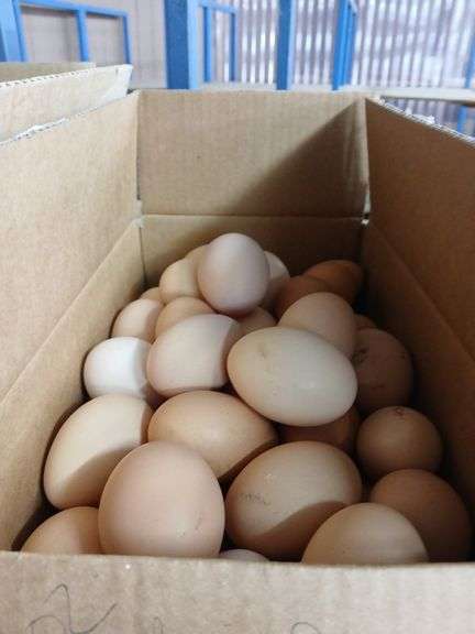 6 Doz Large Brown Eating Eggs