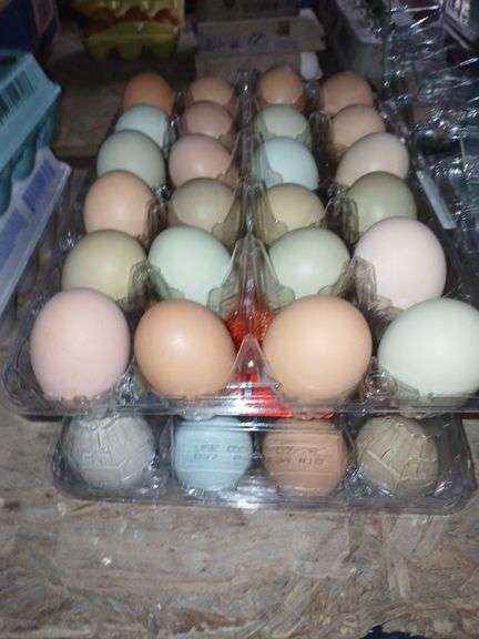 4 Doz Medium Eating Eggs