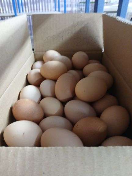 6 Doz Large Brown Eating Eggs