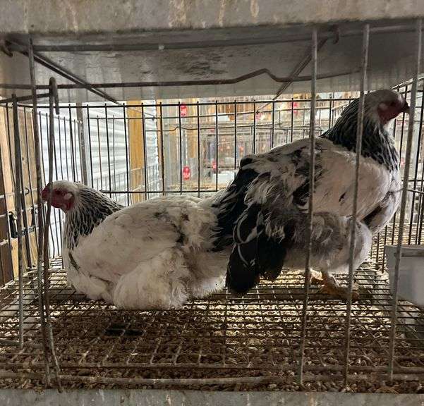 BRAHMA HENS FOR SALE KING 30 visual data 7
