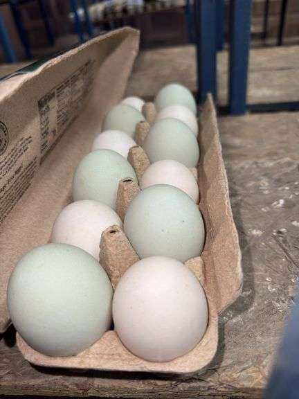 1 Doz Duck Eating Eggs