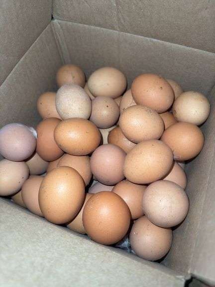 4 Doz Xlarge Brown Eating Eggs