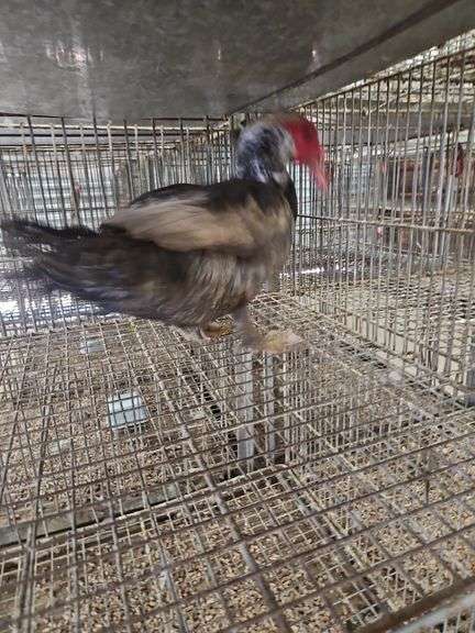Muscoby Drake Muscovy Drake - Rogers Community Auction Inc.