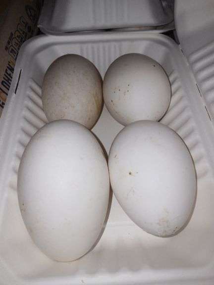 4 Goose Eating Eggs