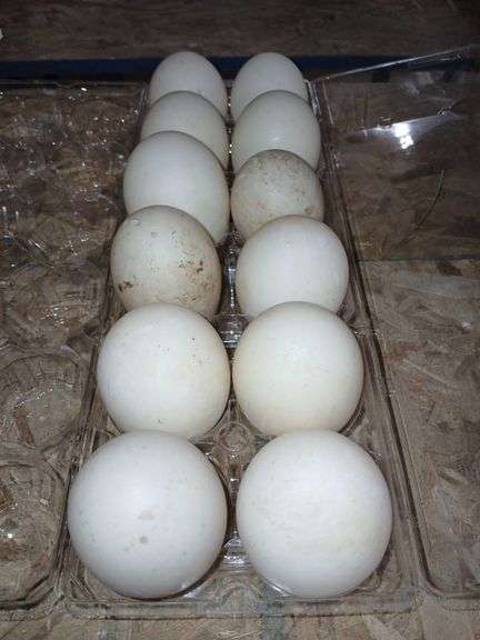 1 Doz Duck Eating Eggs