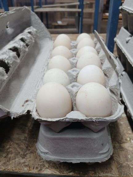 2 Doz Xlarge Duck Eating Eggs