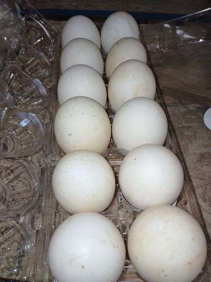 1 Doz Duck Eating Eggs