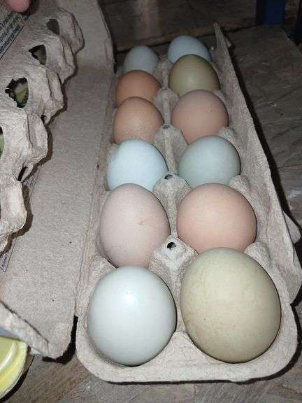 1 Doz Mixed Eating Eggs