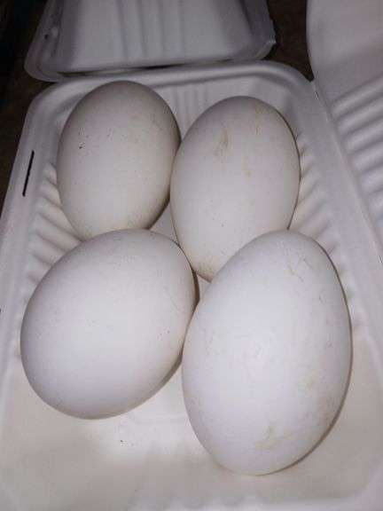 4 Goose Eating Eggs