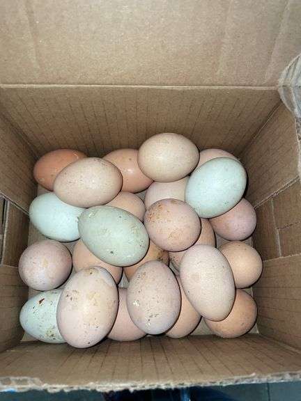 2 Doz Brown Eating Eggs