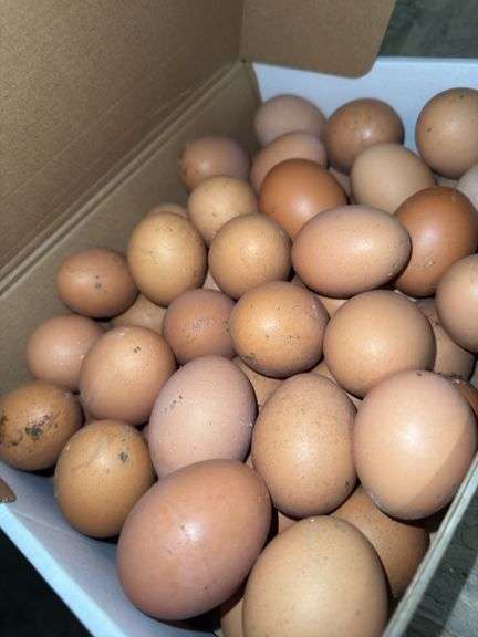 9 Doz Xlarge Brown Eating Eggs