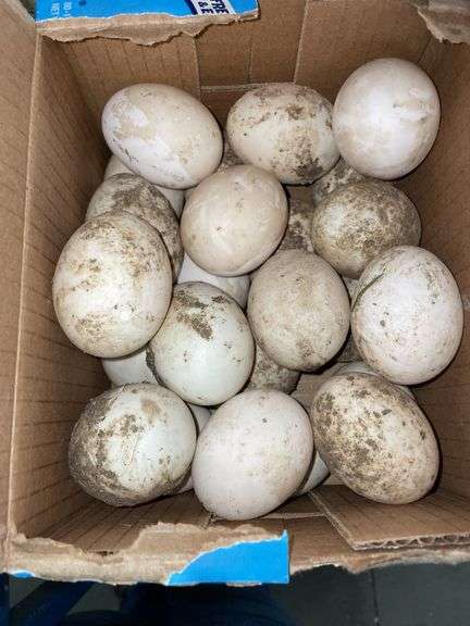 2 Doz Duck Eating Eggs