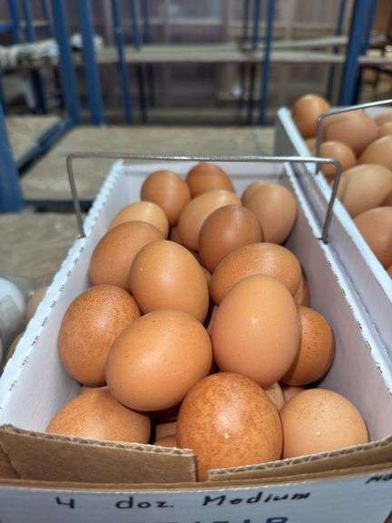 4 Doz Medium Brown Eating Eggs