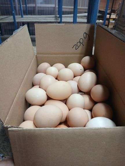 6 Doz Large Brown Eating Eggs