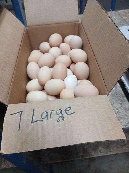 7 Doz Large Brown Eating Eggs