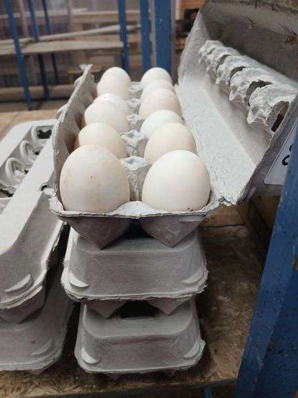 3 Doz Xlarge Duck Eating Eggs