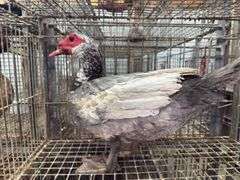 Muscoby Drake Muscovy Drake - Rogers Community Auction Inc.