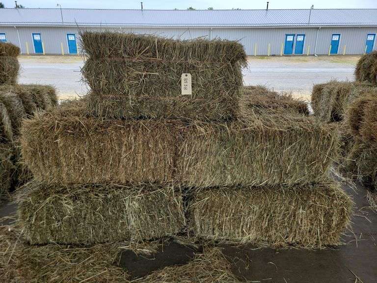 20 1st Orchard Grass