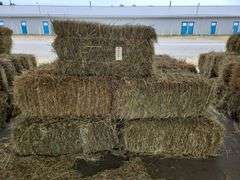 20 1st Orchard Grass