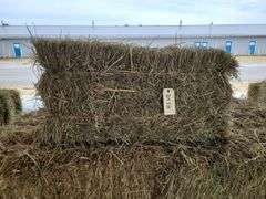 20 1st Orchard Grass