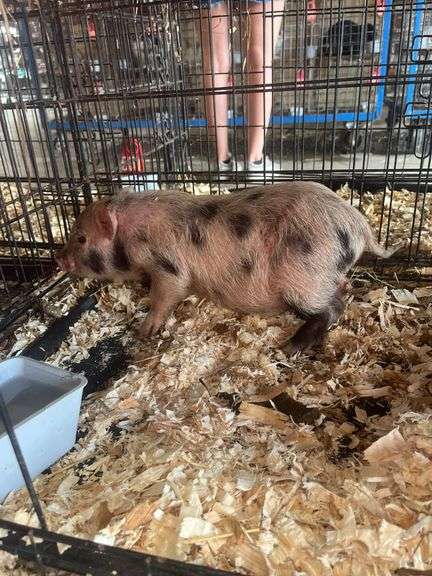 Gilt Mini Pot Belly Pig - 6 Wks Old