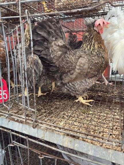 3 Cream Legbar Hens & 1 White Legbar Rooster