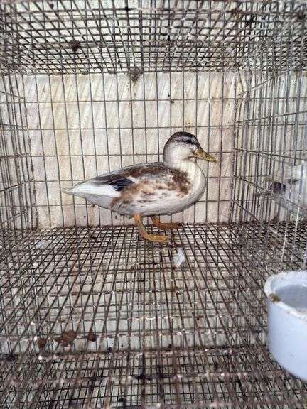 Young Call Duck