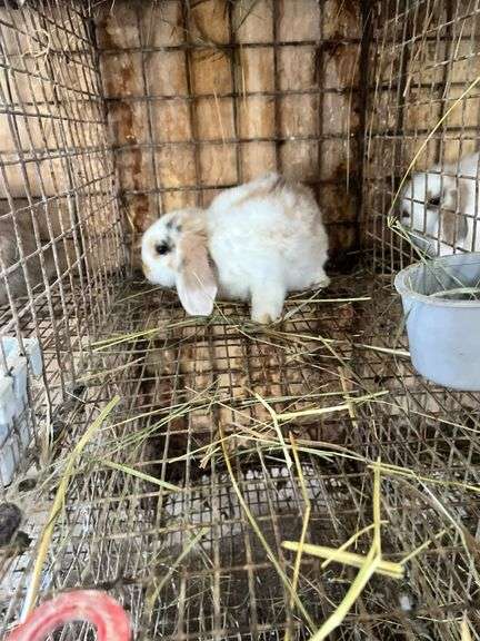 Holland Lop Bunny