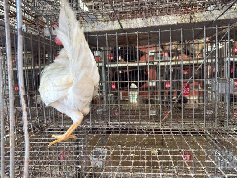 Leghorn Rooster - 3 Months Old
