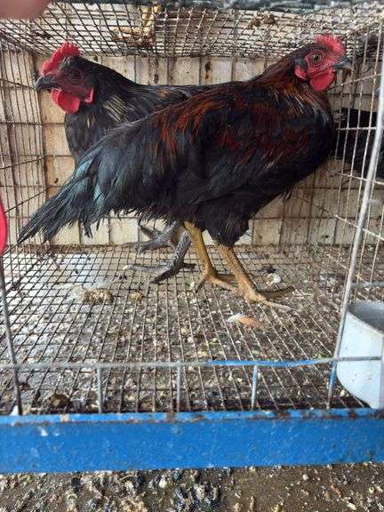 2 Barnyard Mix Cockerels