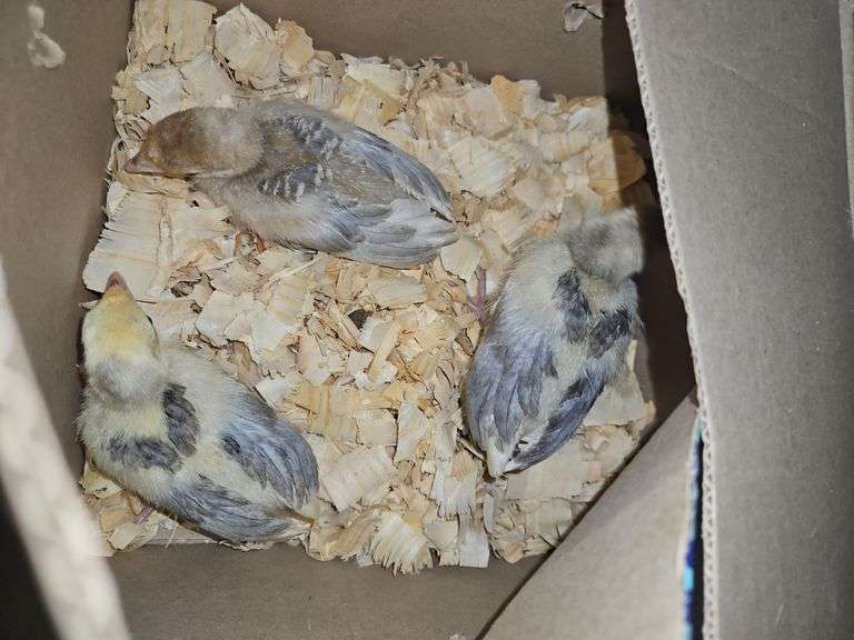 3 Turkey Poults