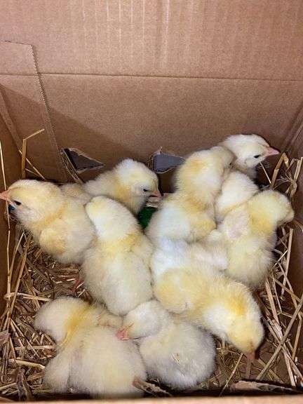 10 Cornish Cross Chicks