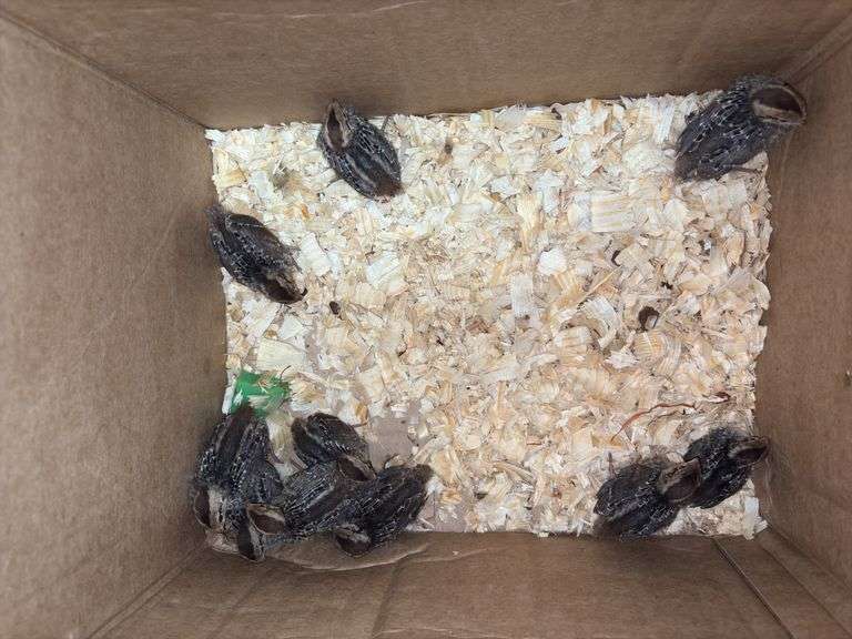 10 Bobwhite Quail - 2 Wks Old w/ Permit