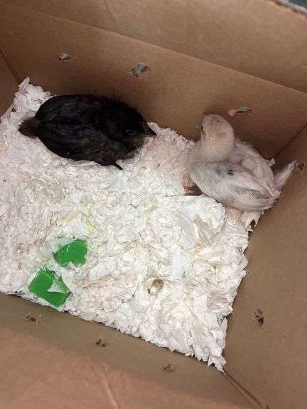 2 Chicks - 1 Splash Leghorn & 1 Fibro Egger